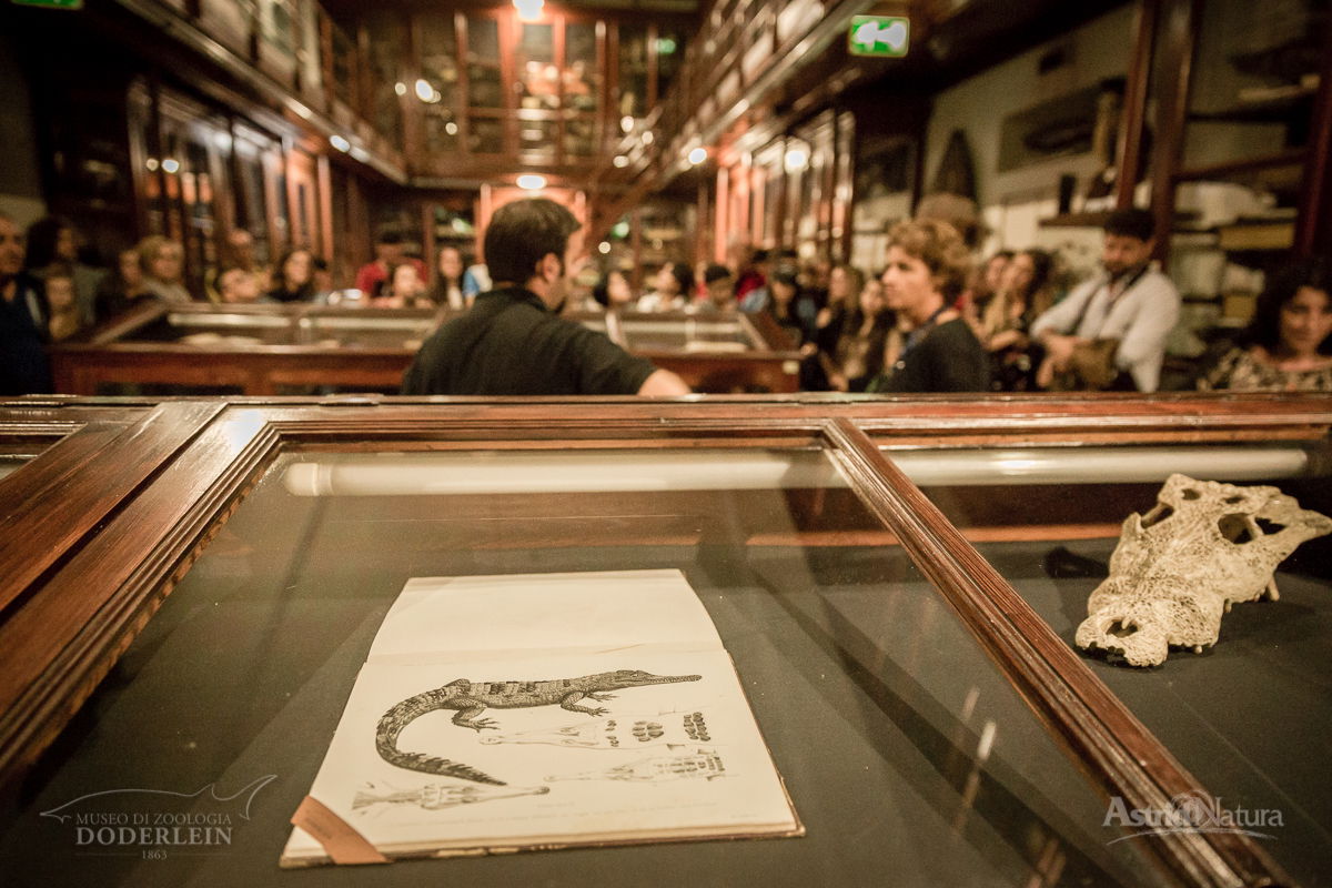 Museo Di Zoologia "P. Doderlein"