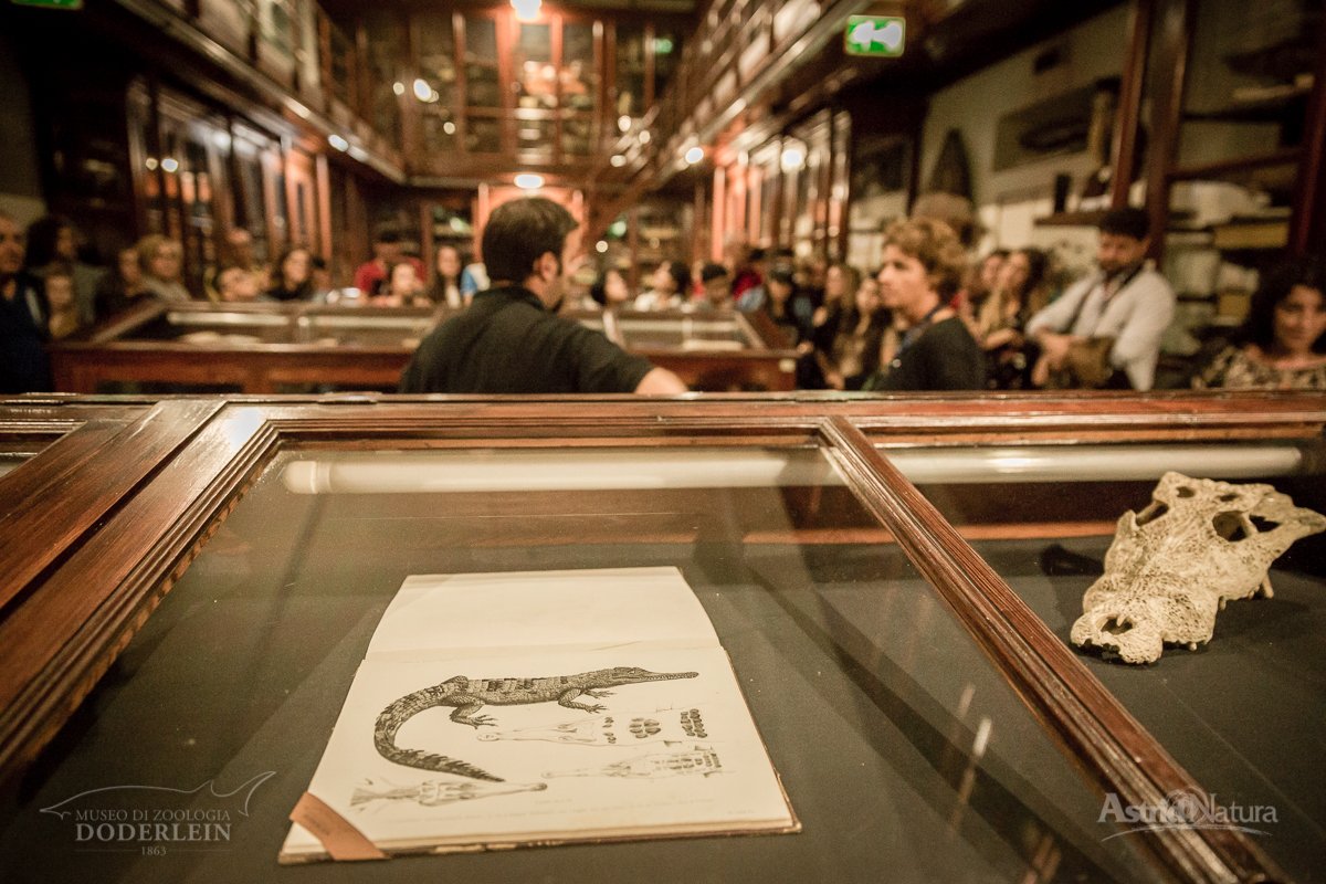 Museum of Zoology "P. Doderlein"