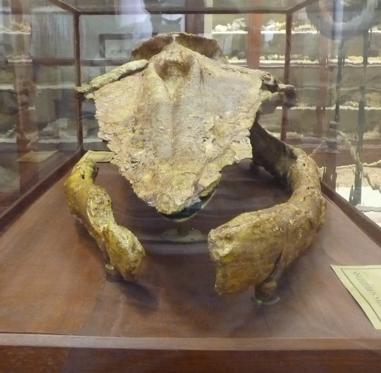 Museo Geologico Giovanni Capellini