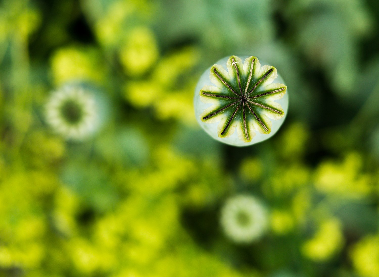 University of Oxford Botanic Garden
