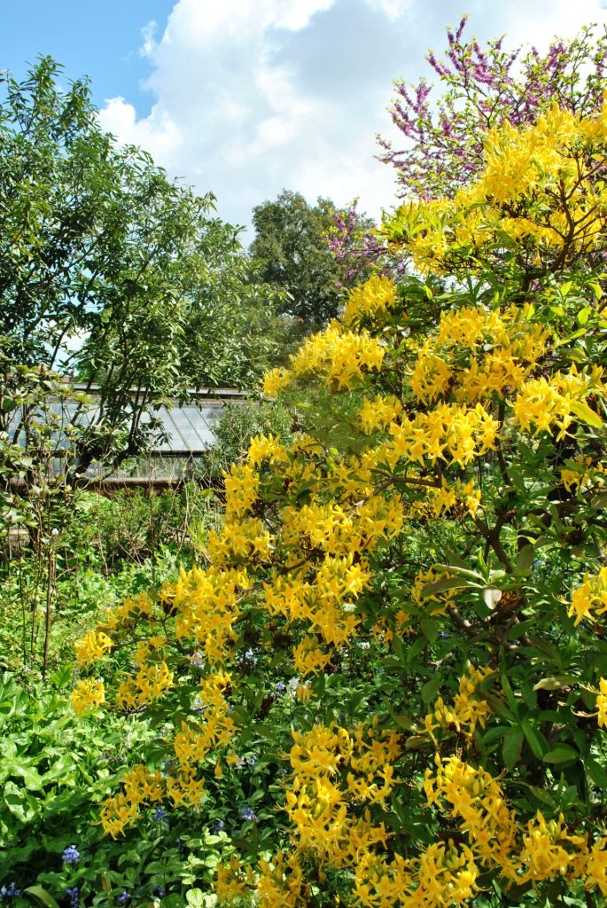 Chelsea Physic Garden