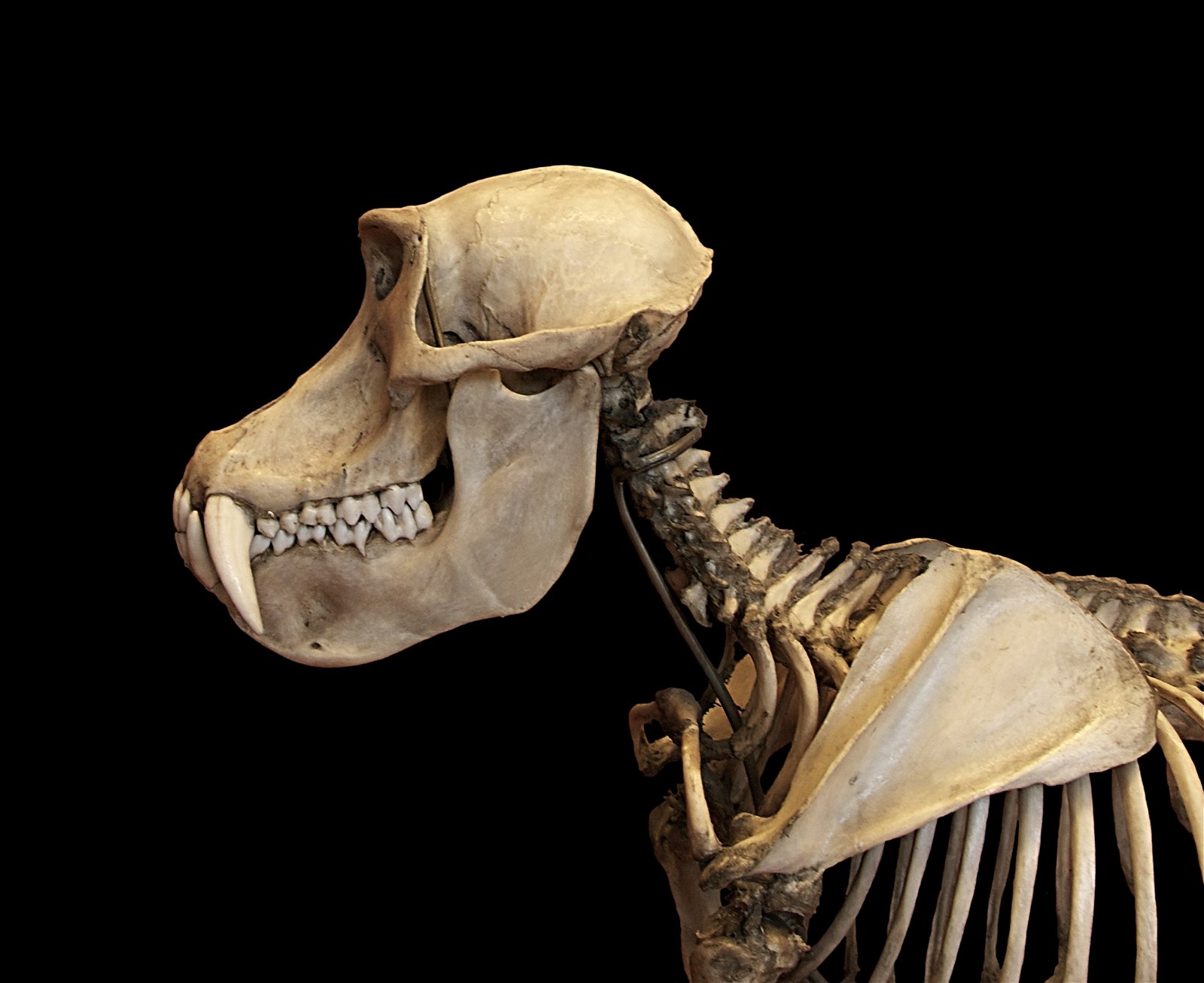 Gallery of Paleontology and Comparative Anatomy