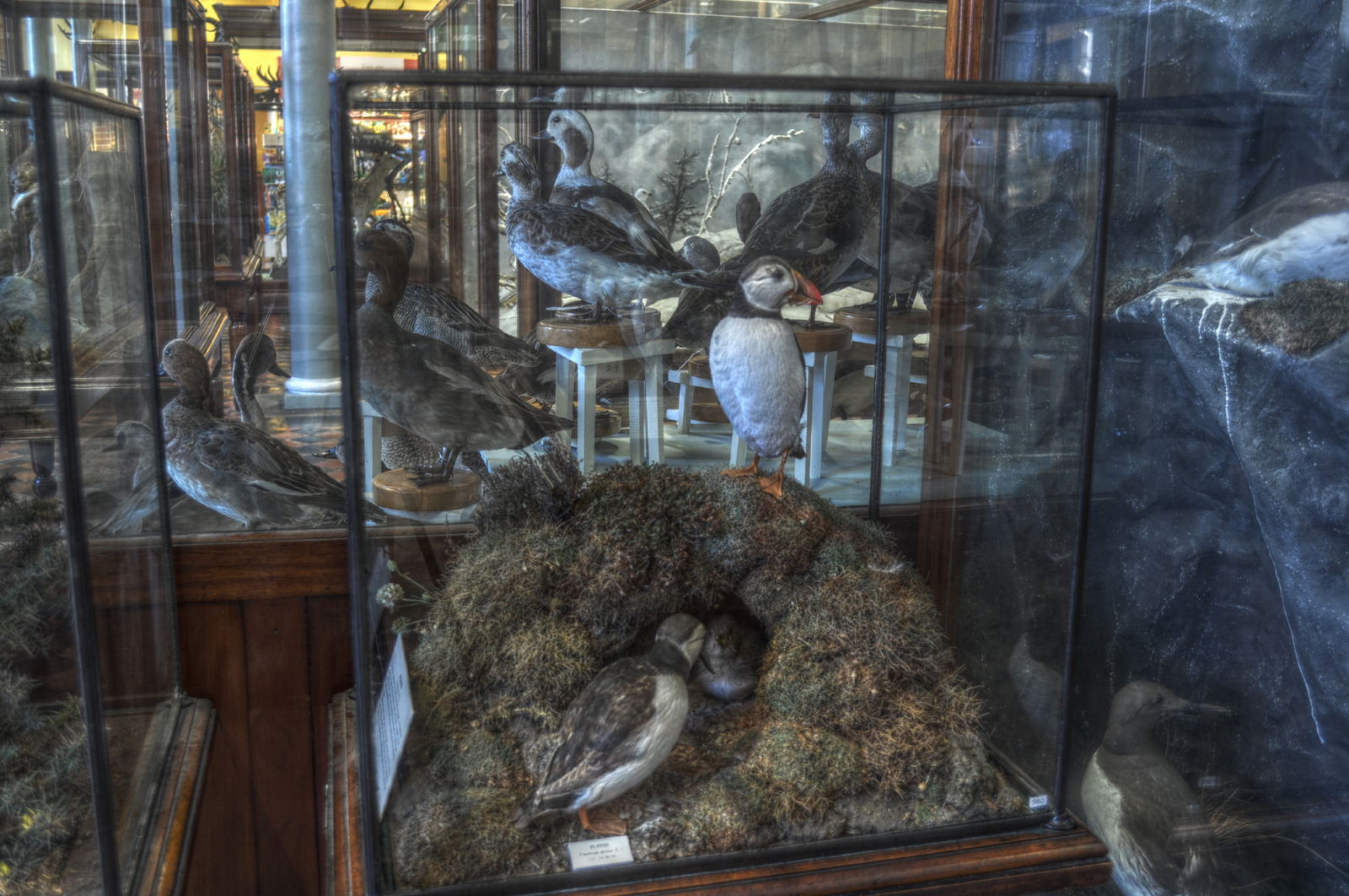 National Museum of Ireland, Merrion Street