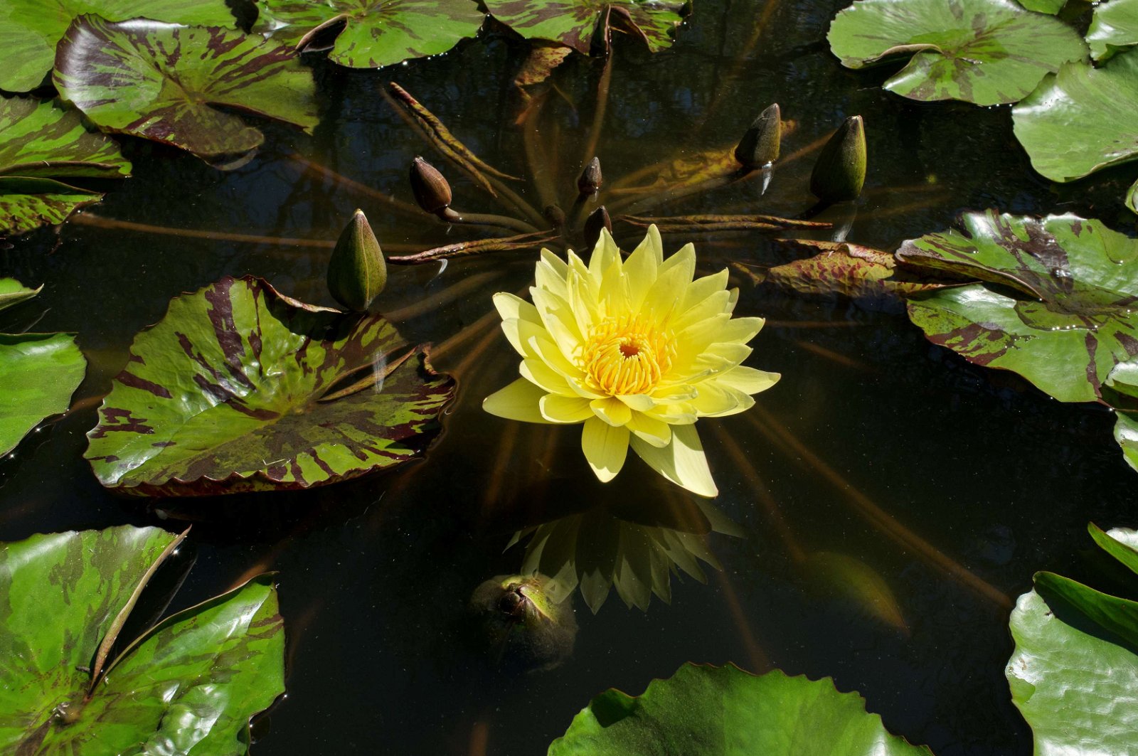 Birmingham Botanical Gardens and Glasshouses