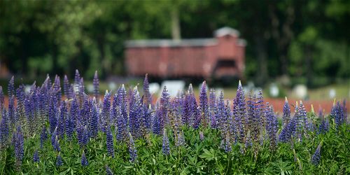 Durchgangslager Westerbork