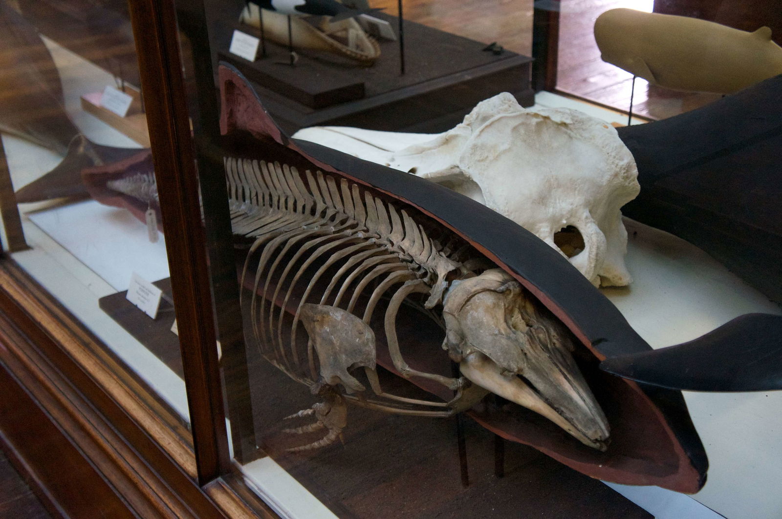 National Museum of Ireland, Merrion Street