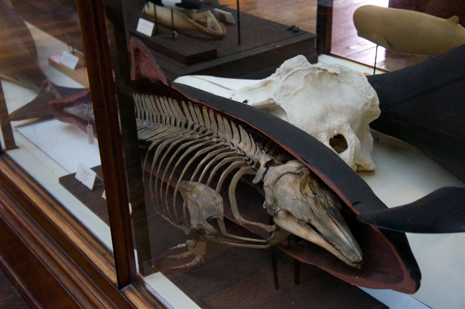 National Museum of Ireland - Natural History