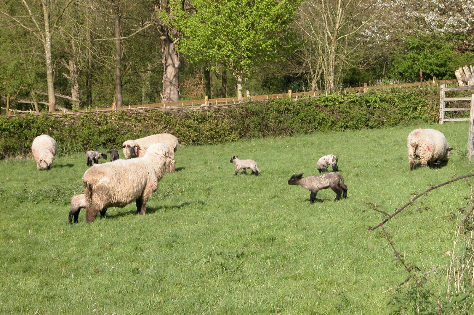 Chiltern Open Air Museum