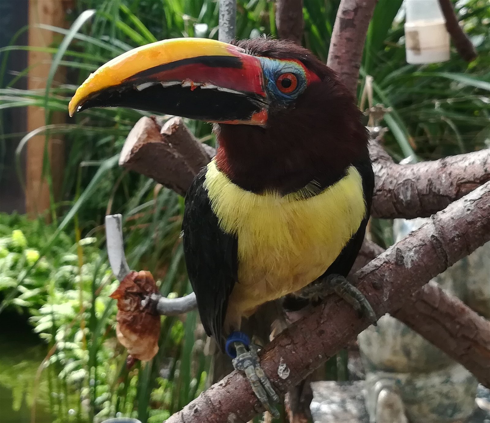 Vlindertuin Vlindorado