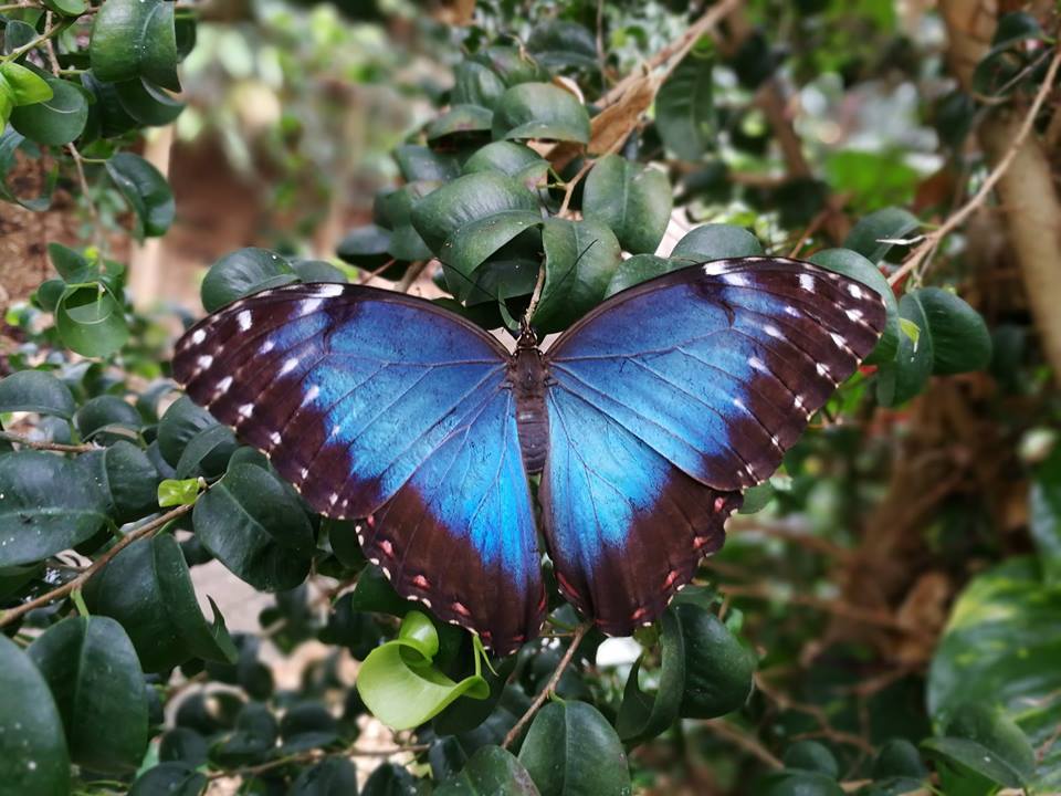 Butterfly garden Vlindorado