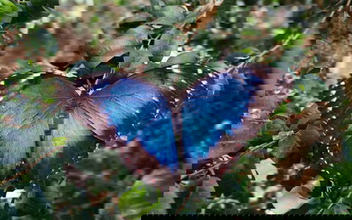 Butterfly garden Vlindorado