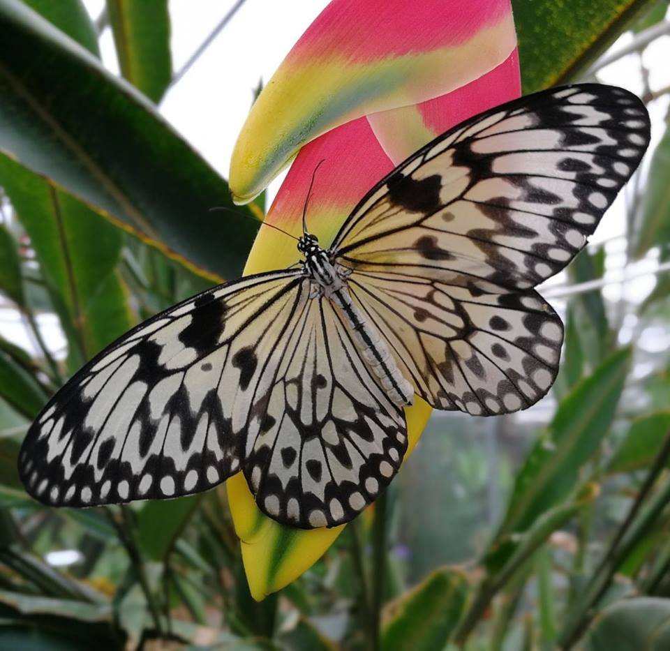 Vlindertuin Vlindorado