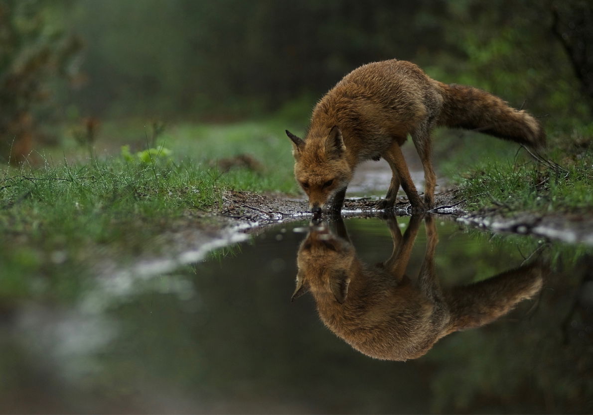 Wild Op De Veluwe - Tentoonstelling In Veluws Museum Hagedoorns Plaatse