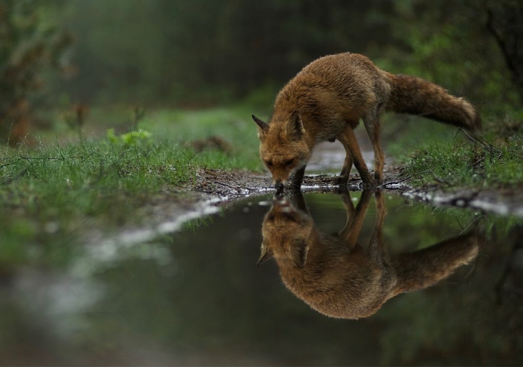 Wild op de Veluwe