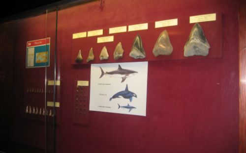 Museo Geologico e Paleontologico G.G. Gemmellaro