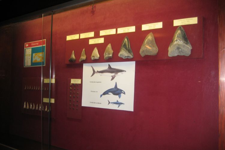 Museo Geologico e Paleontologico G.G. Gemmellaro