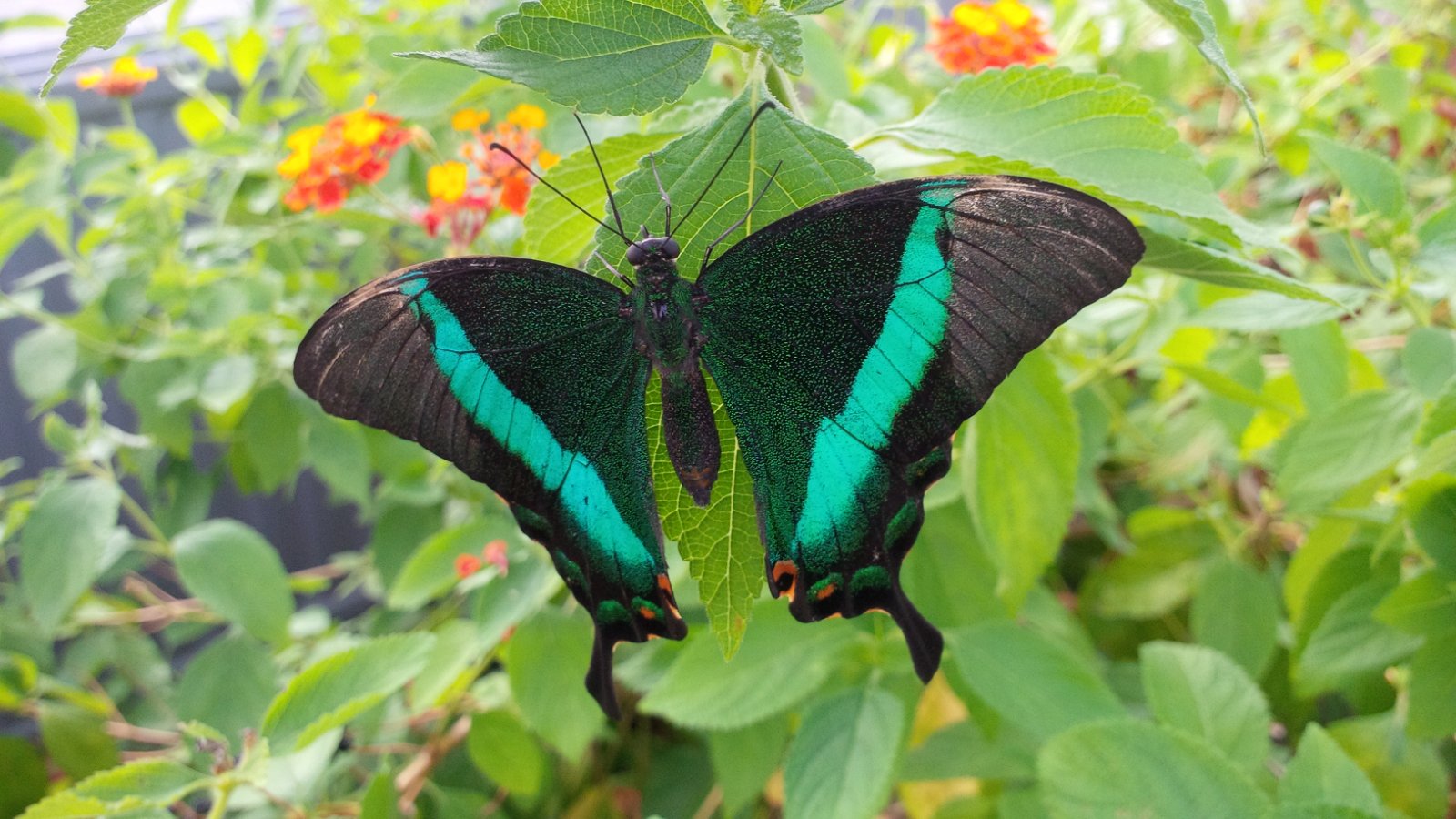 Birmingham Botanical Gardens and Glasshouses
