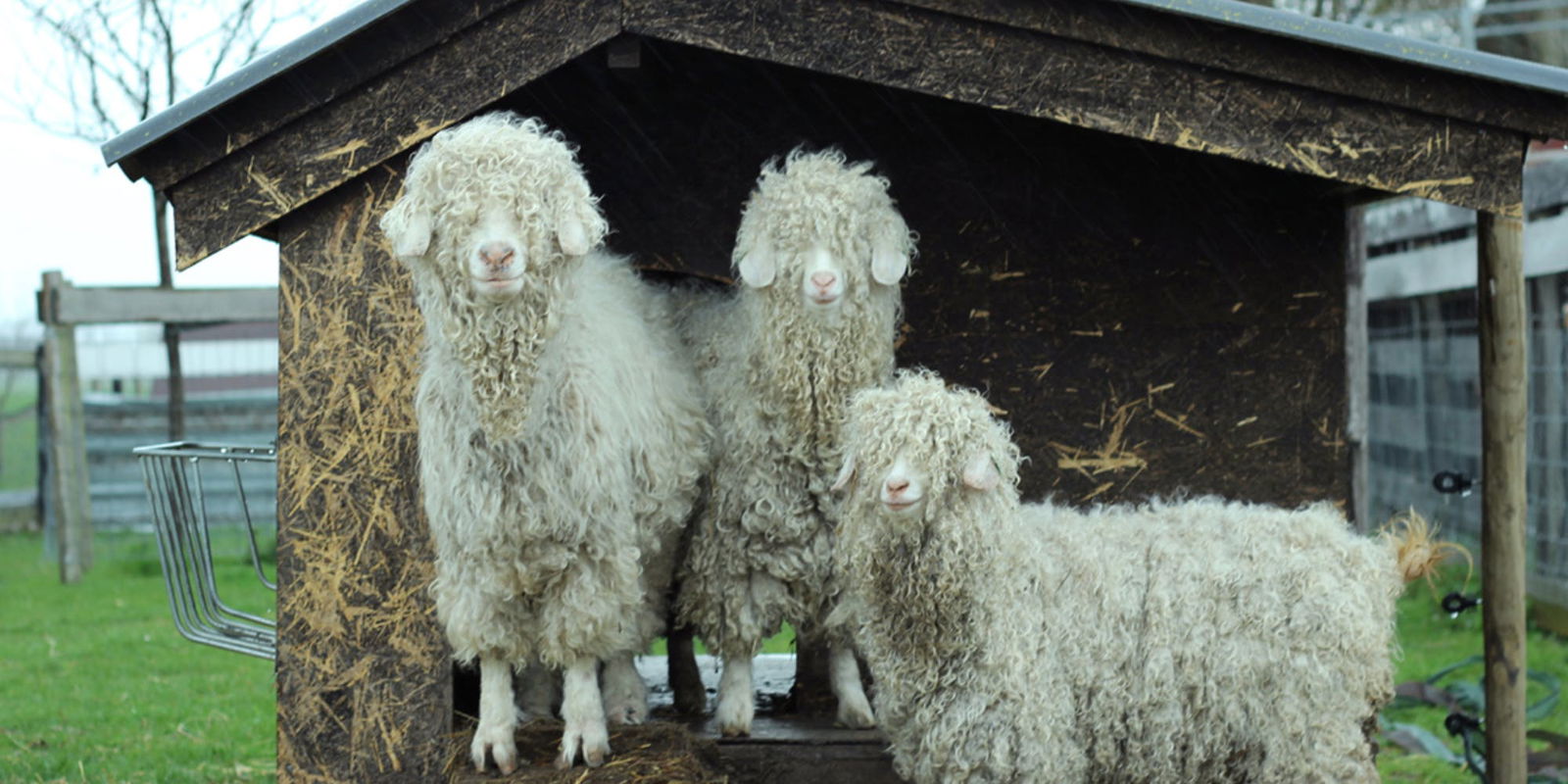 'Goat to Garment' Screening + Learning Lab