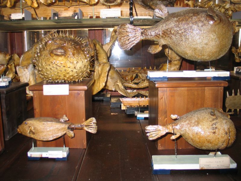Museum of Zoology "P. Doderlein"