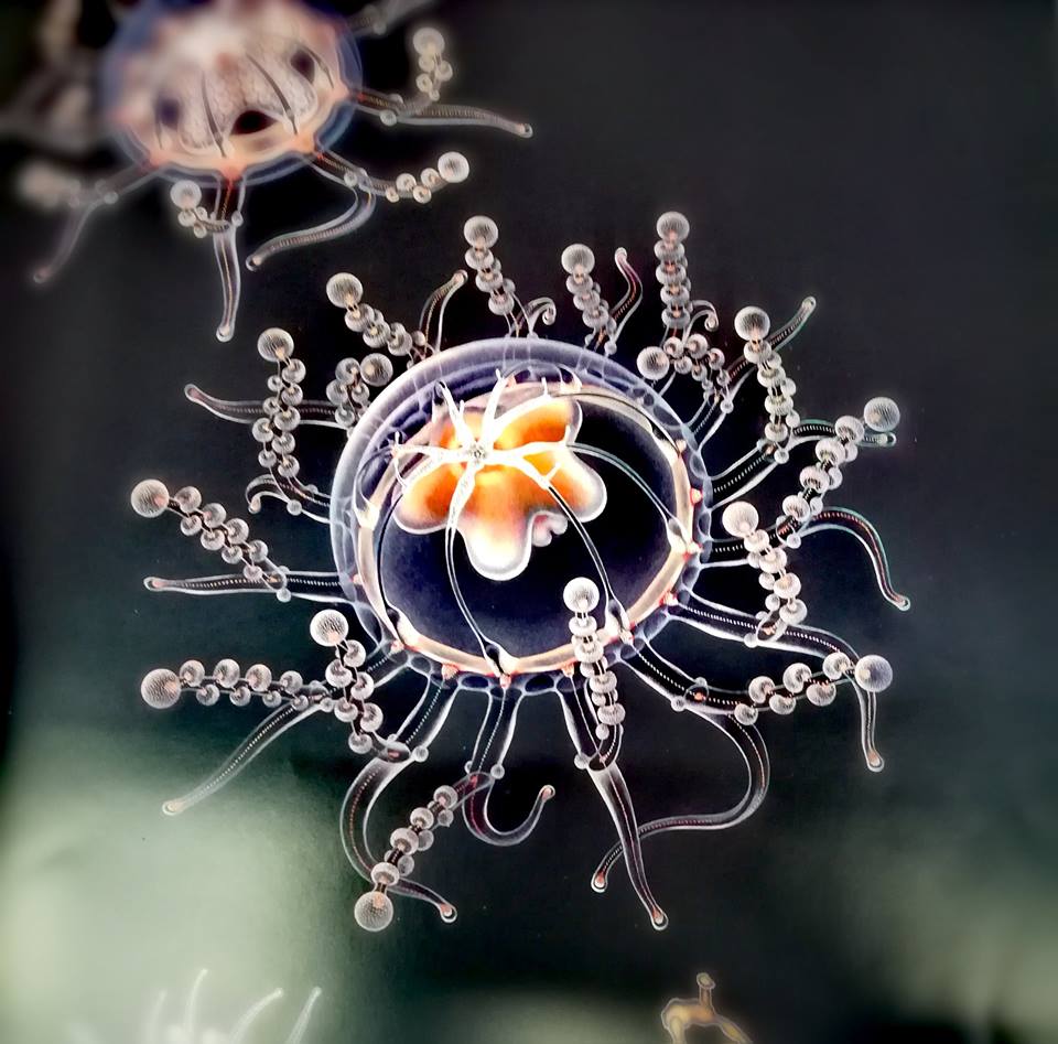 Museo Di Zoologia "P. Doderlein"