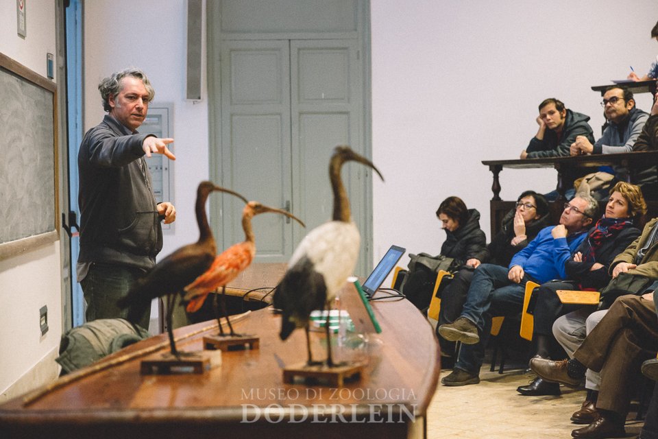 Museum of Zoology "P. Doderlein"