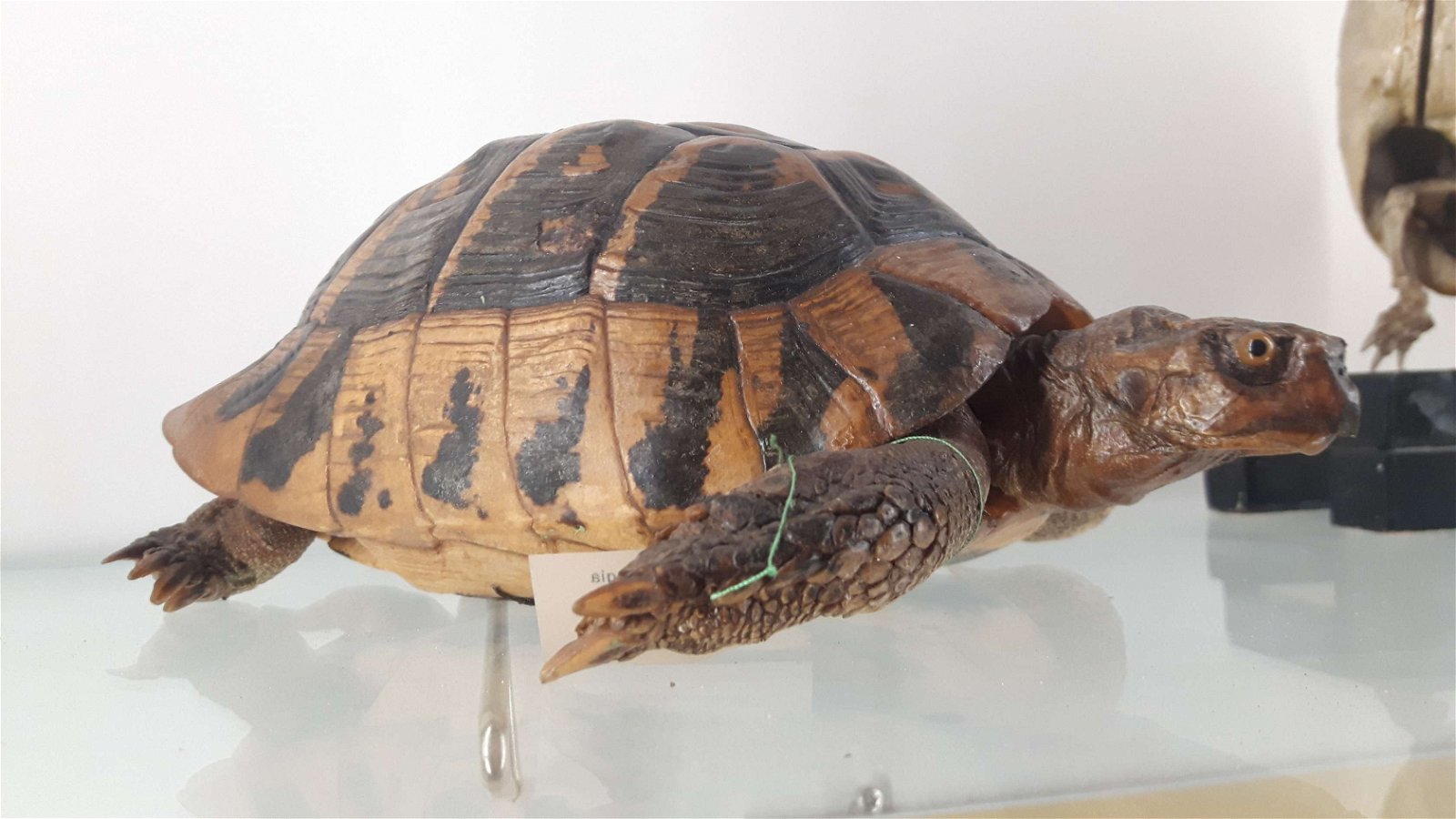 Museum of Zoology "P. Doderlein"