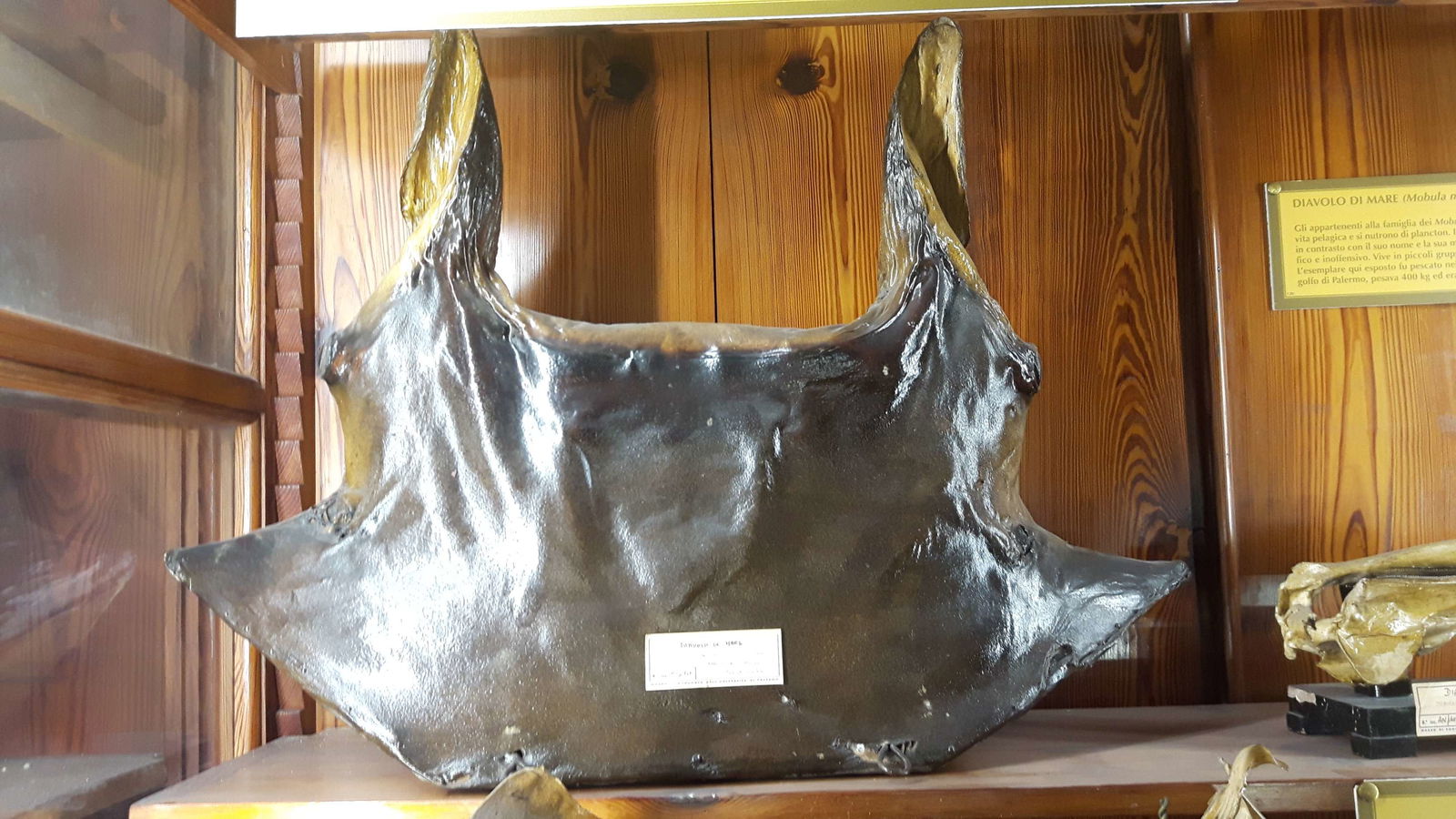 Museo Di Zoologia "P. Doderlein"