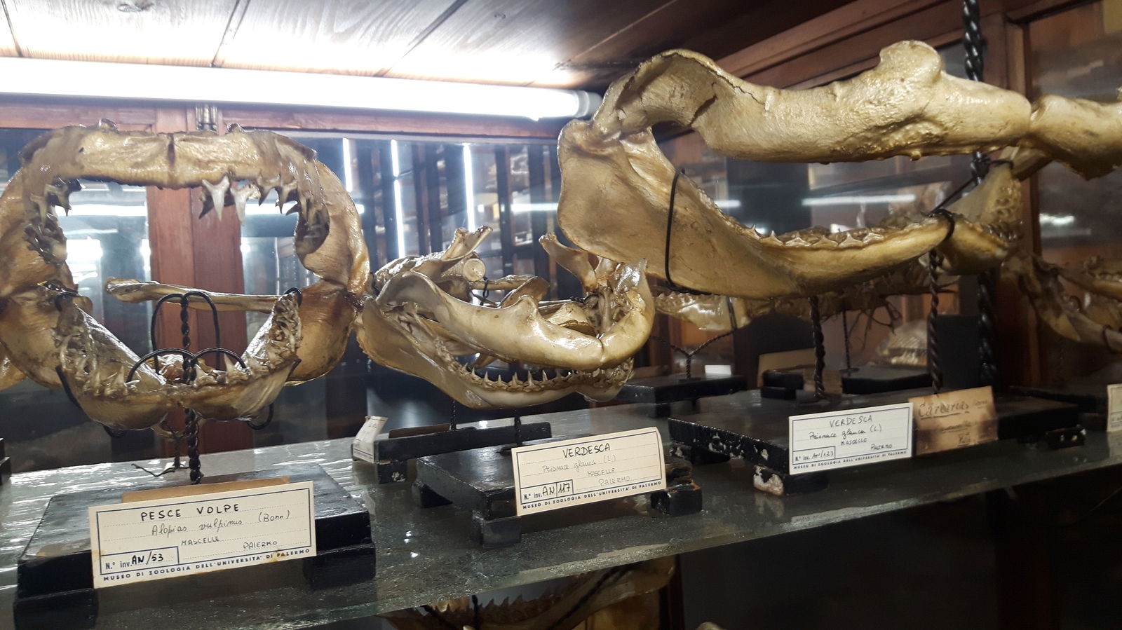 Museo Di Zoologia "P. Doderlein"
