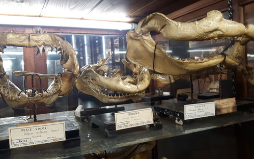 Museo Di Zoologia "P. Doderlein"