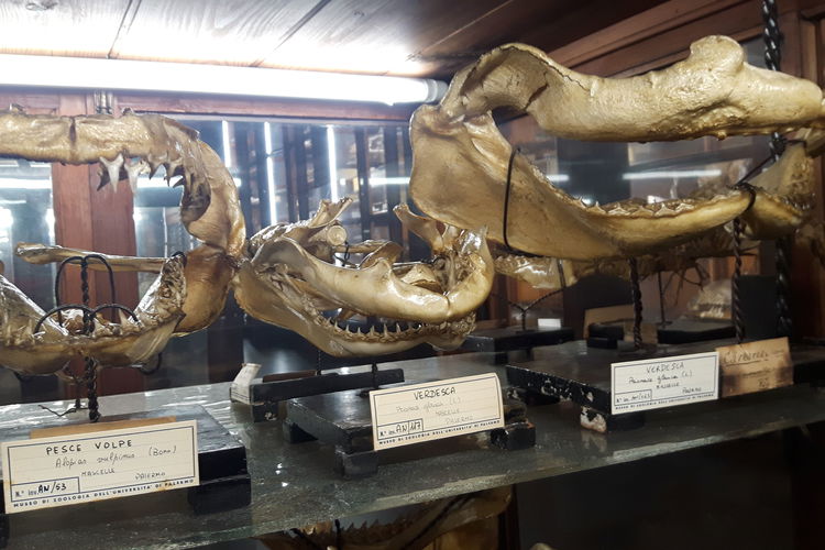 Museo Di Zoologia "P. Doderlein"