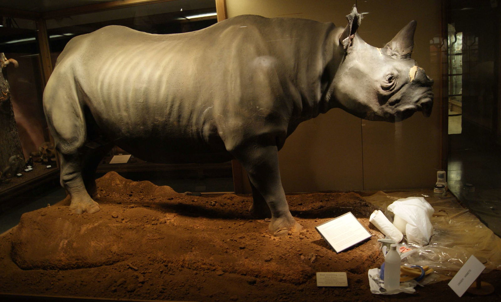 Göteborg Natural History Museum