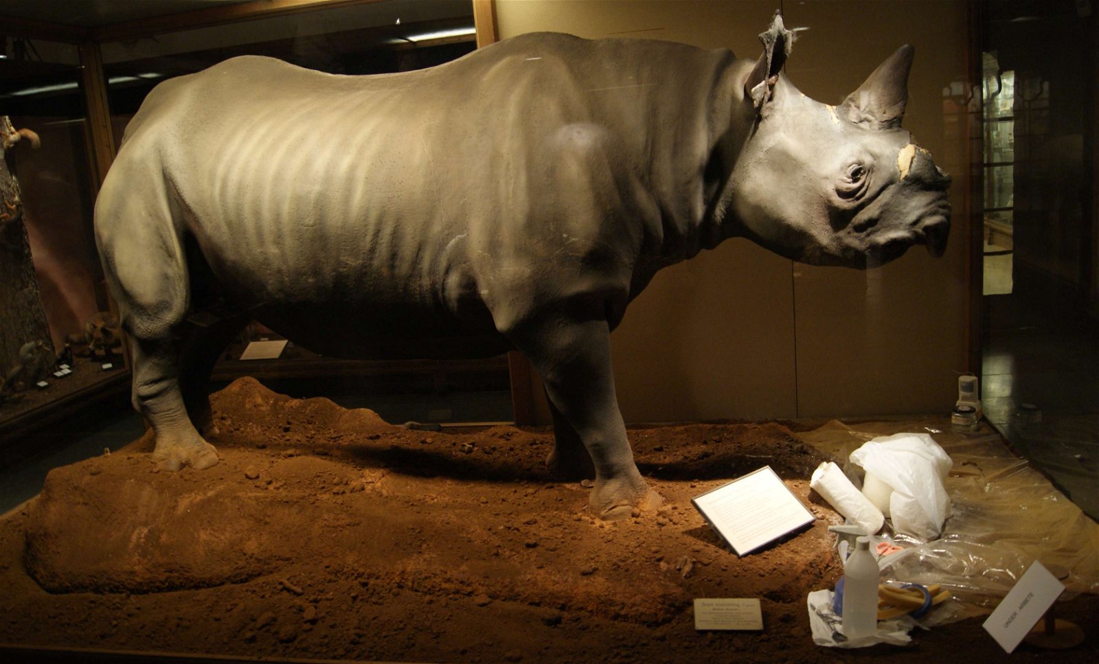 Göteborg Natural History Museum
