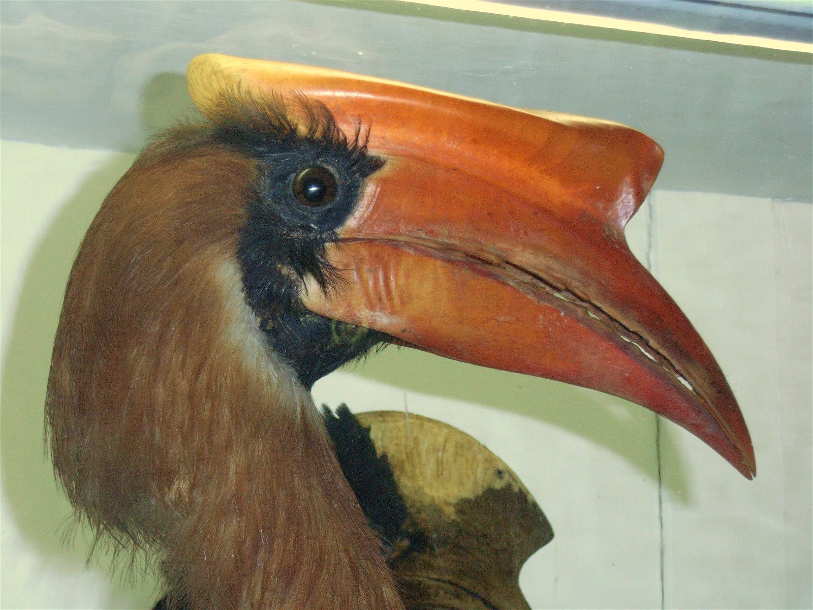 La Specola - Museum of Zoology and Natural History