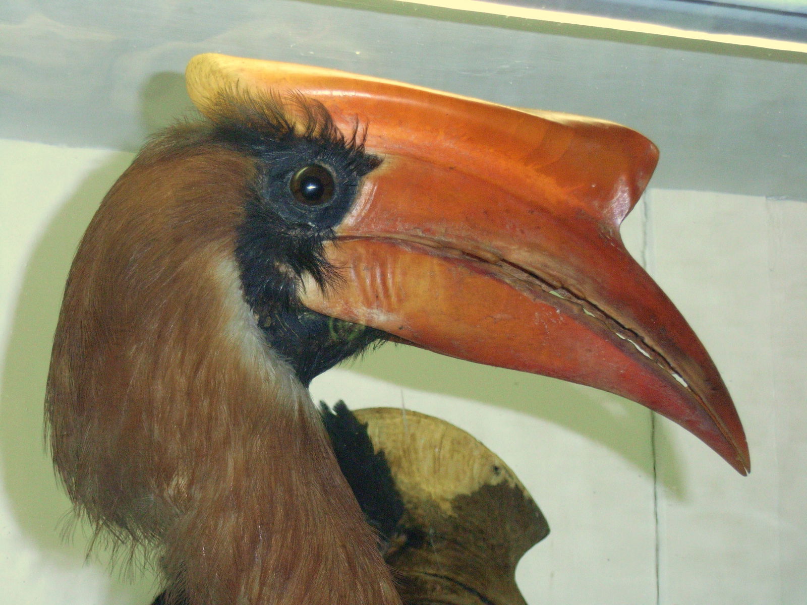 Museo Zoologico La Specola