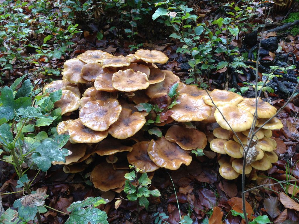 Herfstfietstocht