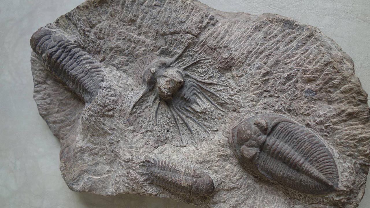 Trakart Research Center