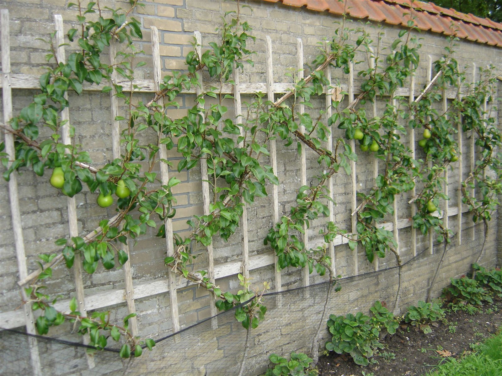 (lei) Fruit op Dekema