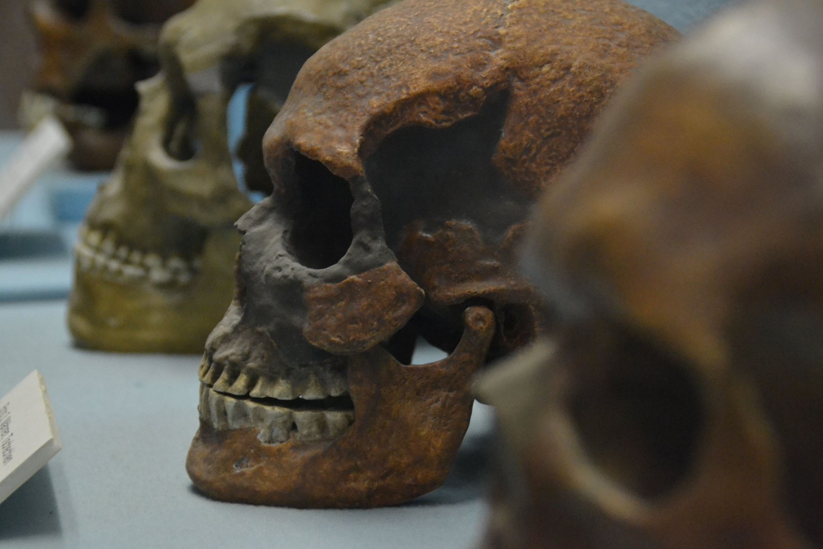 Paleontological Museum Munich