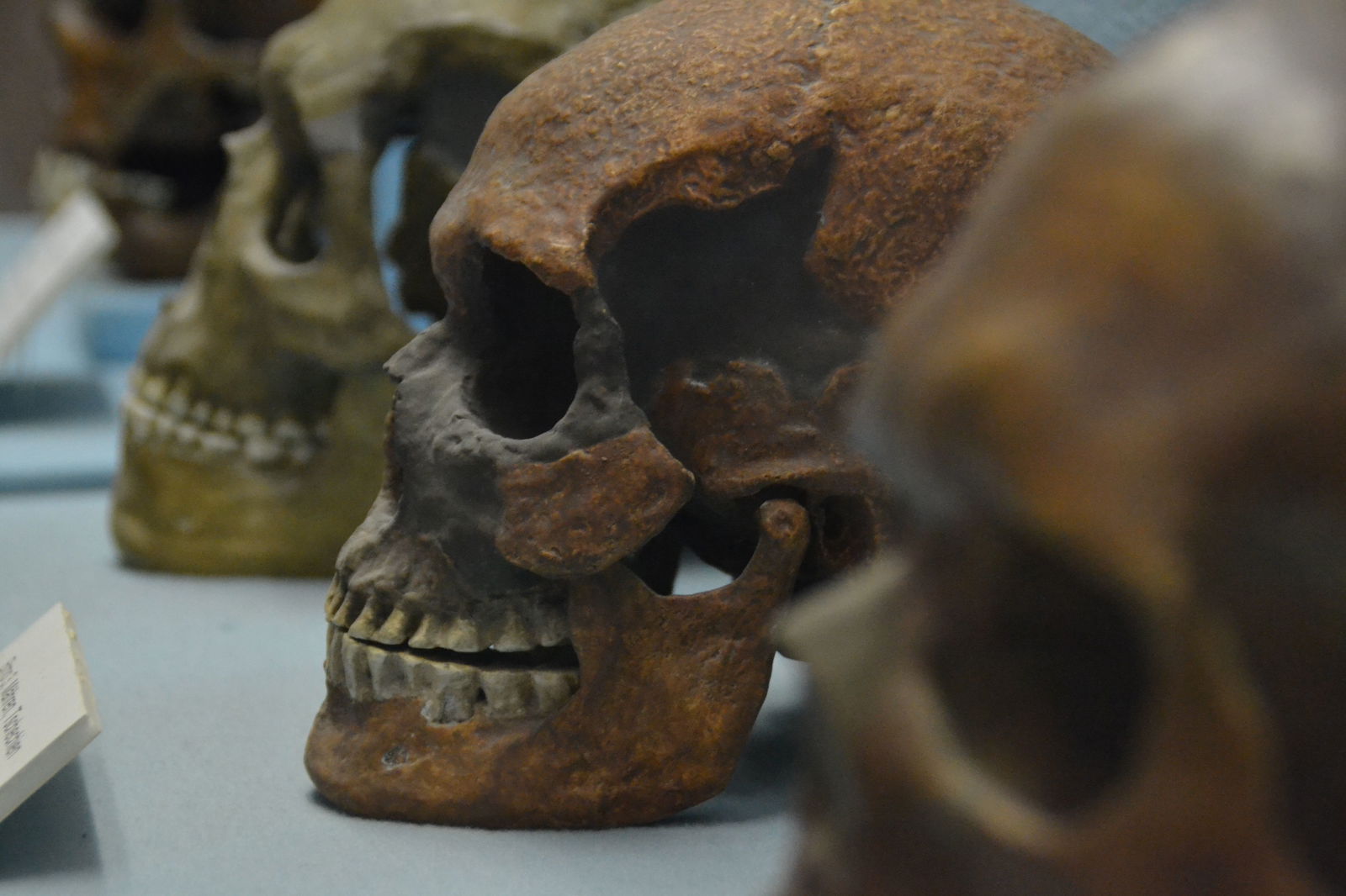 Paleontological Museum Munich