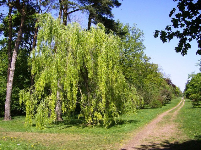 Westonbirt Arboretum