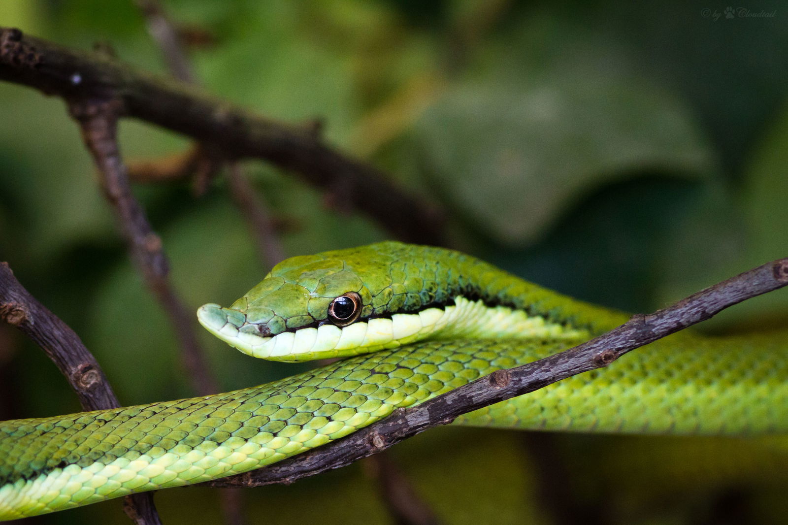 GIF, oog in oog met levende giftige dieren