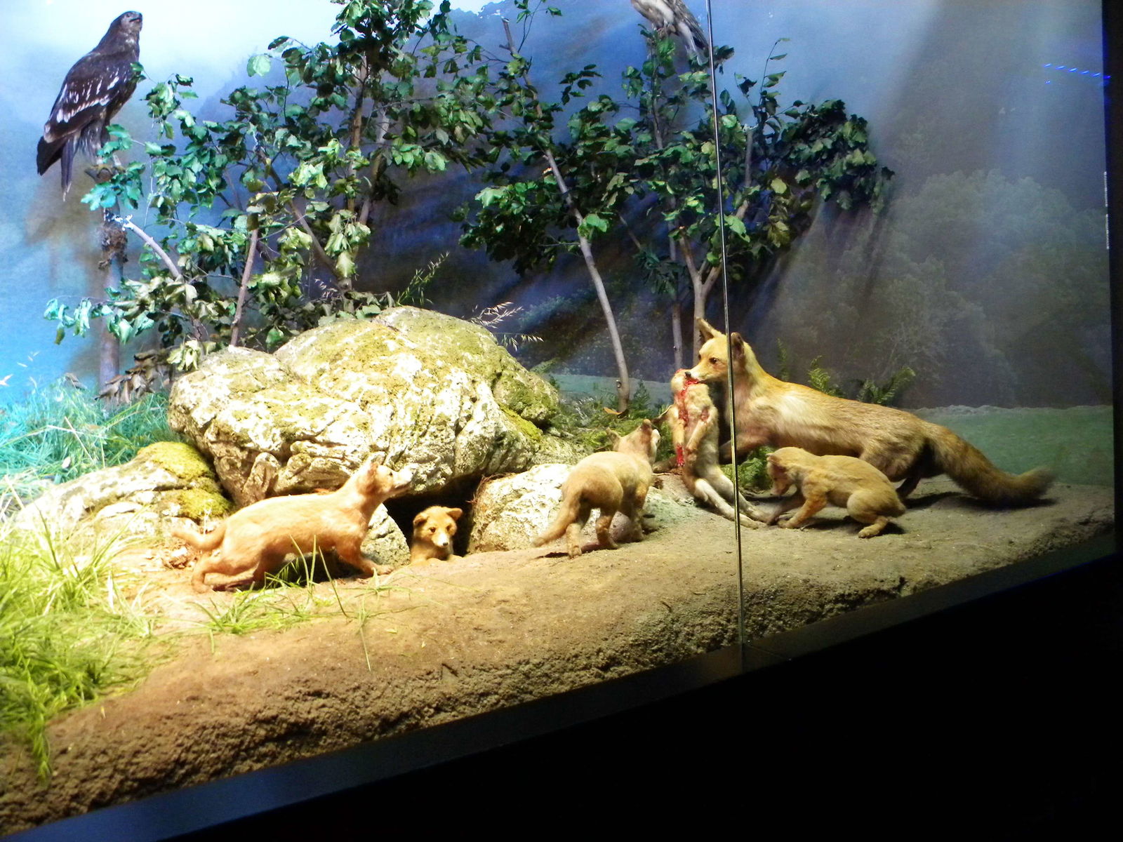 Grigore Antipa National Museum of Natural History