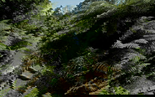 Jardins perdus de Heligan