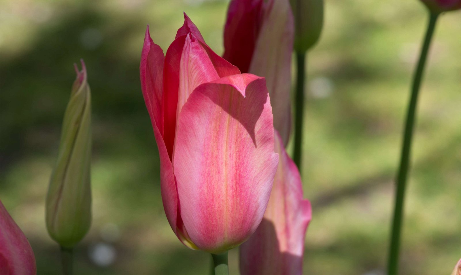 Stewart's Burnby Hall Gardens and Museum