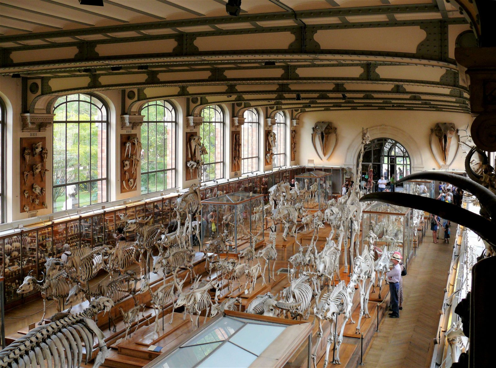 Gallery of Paleontology and Comparative Anatomy