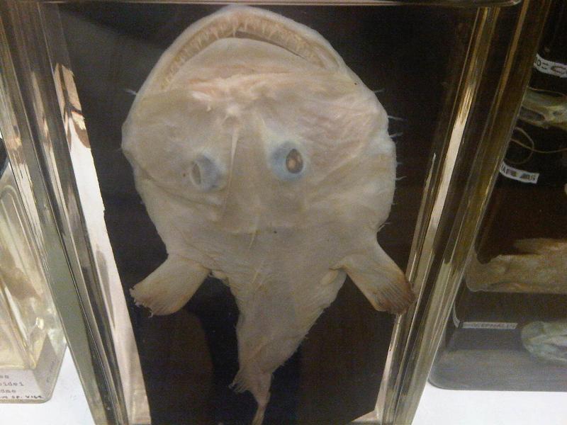 Grant Museum of Zoology