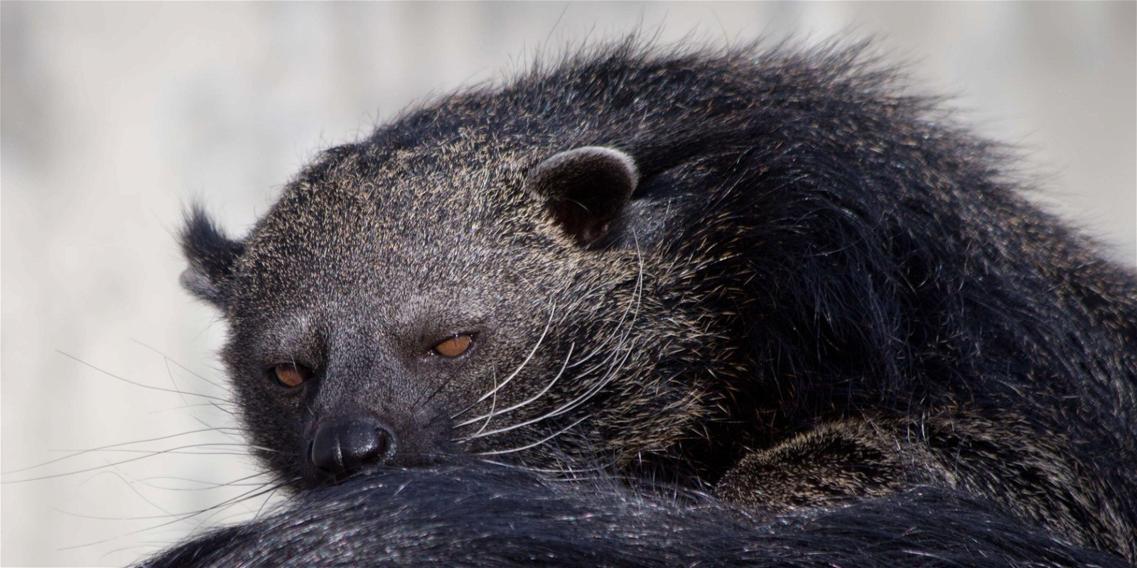Zoo Aquarium de Madrid