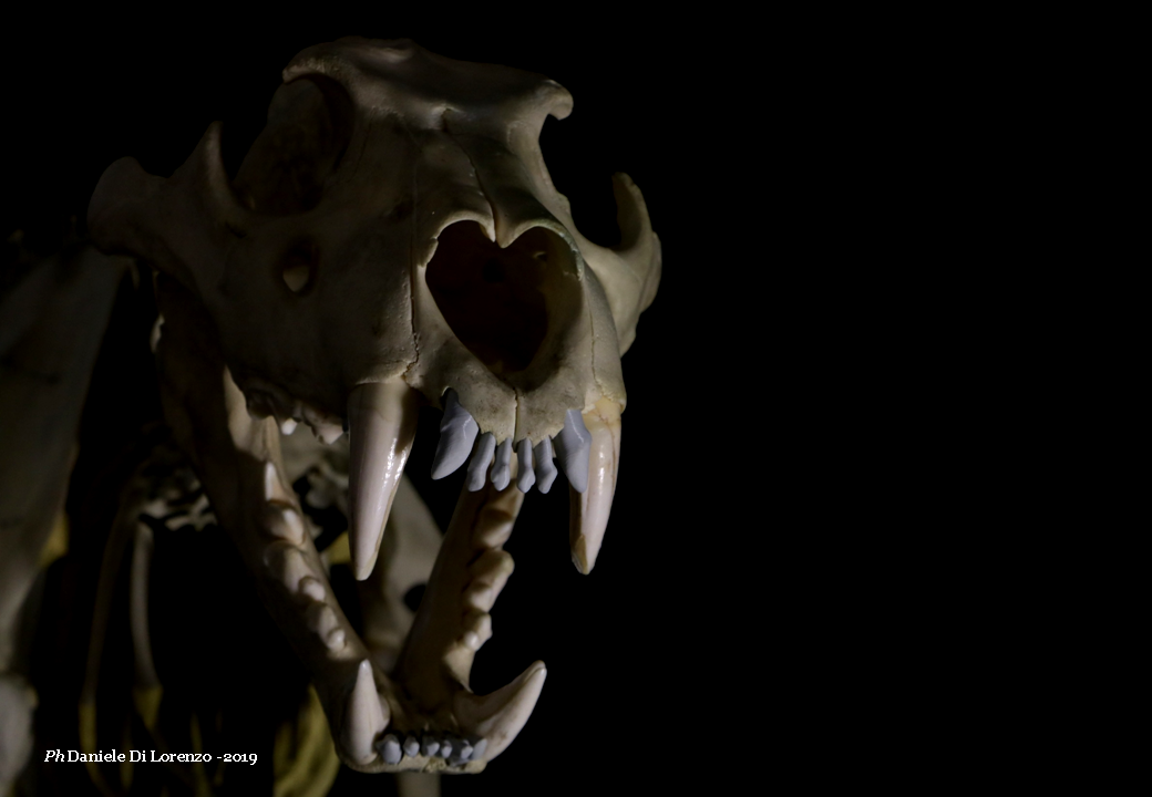 The skeleton of Panthera leo