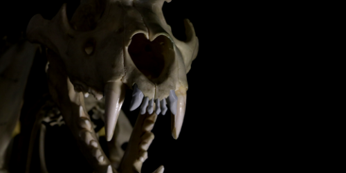 The skeleton of Panthera leo
