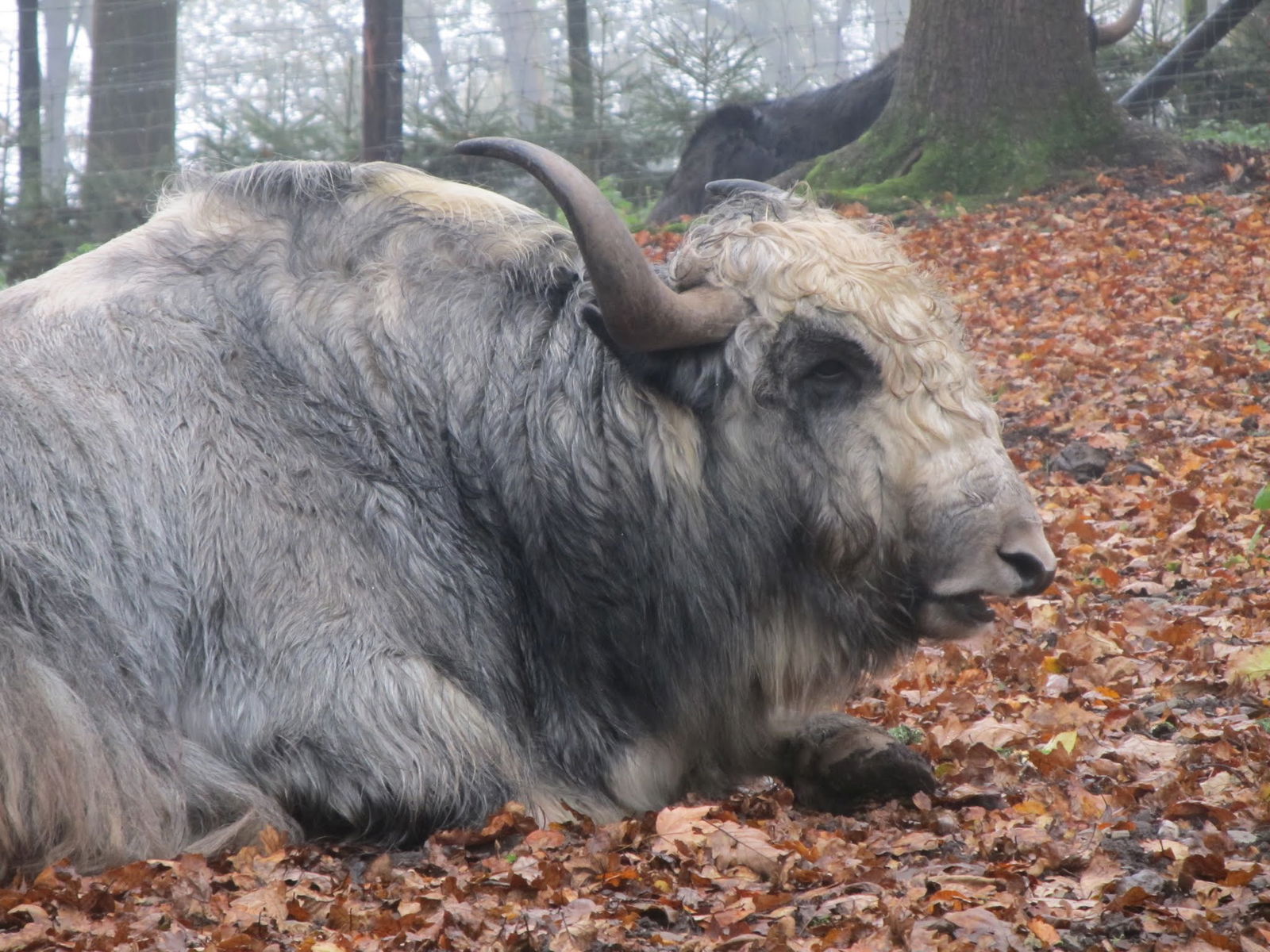 Parc animalier de Bouillon